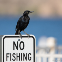 Great-tailed Grackle-02