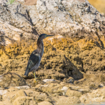 Green Heron-01