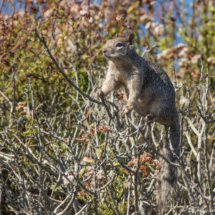 Ground Squirrel-01
