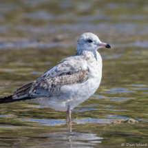 Herring Gull-01