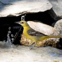 Hooded Oriole-Female-07