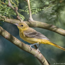Hooded Oriole-Female-11