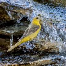 Hooded Oriole-Female-33