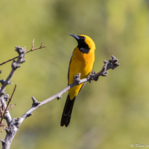 Hooded Oriole-Male-05