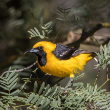 Hooded Oriole-Male-24