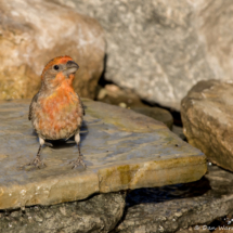 House Finch-Male-01