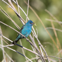 Indigo Bunting-Male-01