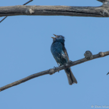 Indigo Bunting-Male-10