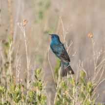 Indigo Bunting-Male-35