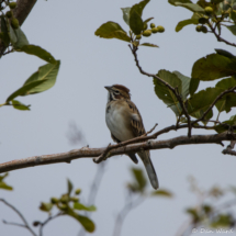 Lark Sparrow-01