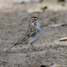 Lark Sparrow-02