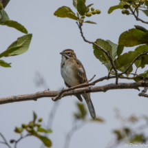 Lark Sparrow-02