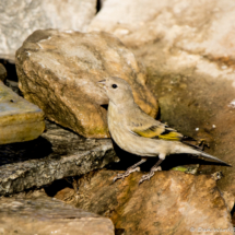 Lawrence's Goldfinch-Female-07