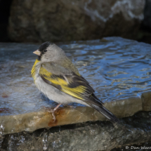 Lawrence's Goldfinch-Male-02