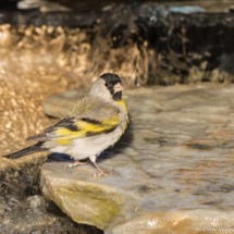 Lawrence's Goldfinch-Male-03
