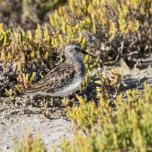 Least Sandpiper-01