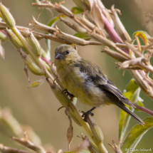 Lesser Goldfinch-Female-01