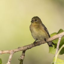 Lesser Goldfinch-Female-07