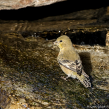 Lesser Goldfinch-Female-09