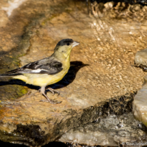 Lesser Goldfinch-Male-01