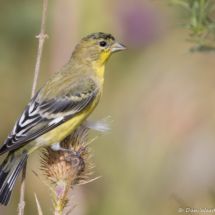 Lesser Goldfinch-Male-01