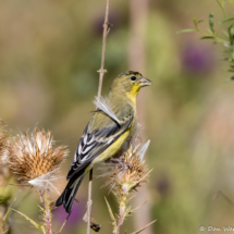 Lesser Goldfinch-Male-02