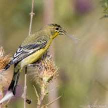 Lesser Goldfinch-Male-03