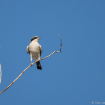 Loggerhead Shrike-02