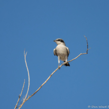Loggerhead Shrike-03