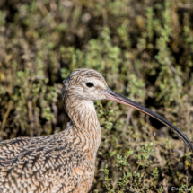 Long-billed Curlew-01