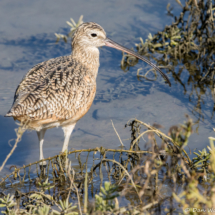 Long-billed Curlew-05