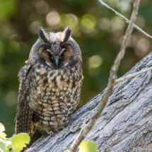 Long-eared Owl-02 (2)