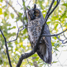 Long-eared Owl-02