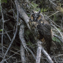 Long-eared Owl-04