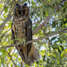 Long-eared Owl-06