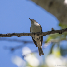 Lucy's Warbler-01
