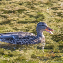 Mallard Duck-01