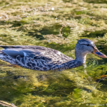 Mallard Duck-02