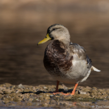Mallard Duck-03