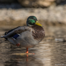 Mallard Duck-04