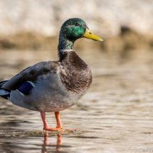 Mallard Duck-05