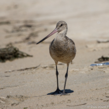 Marbled Godwit-01