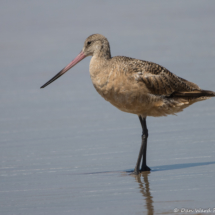 Marbled Godwit-06