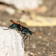 Milde's Tarantula-hawk Wasp-03