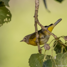 Nashville Warbler-04