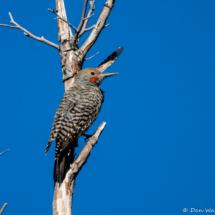 Northern Flicker-01