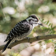 Nuttall's Woodpecker-Juvenile-02