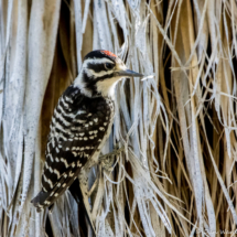 Nuttall's Woodpecker-Juvenile-05