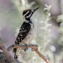 Nuttall's Woodpecker-Male-05