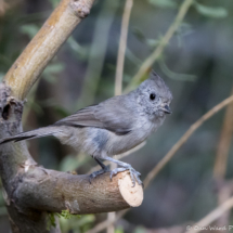 Oak Titmouse-09